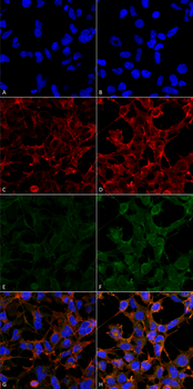 4-Hydroxynonenal Antibody (APC)