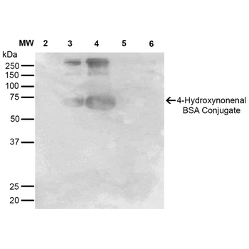 4-Hydroxynonenal Antibody (APC)