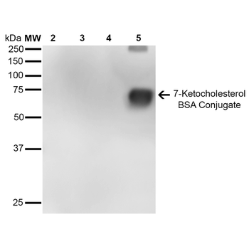 7-Ketocholesterol Antibody (APC)
