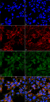 Malondialdehyde Antibody (FITC)