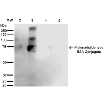 Malondialdehyde Antibody (FITC)