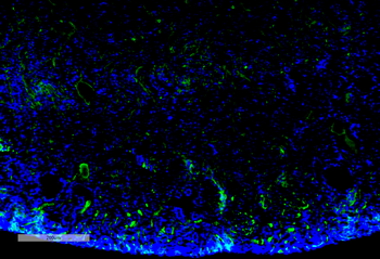 Malondialdehyde Antibody (FITC)