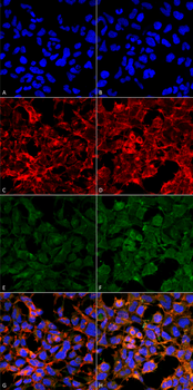 Malondialdehyde Antibody (FITC)