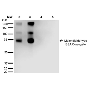 Malondialdehyde Antibody (FITC)
