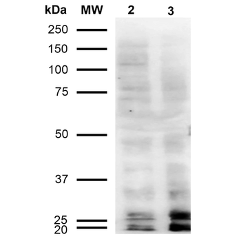 Malondialdehyde Antibody (FITC)