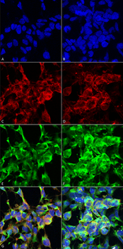 Methylglyoxal Antibody (APC)
