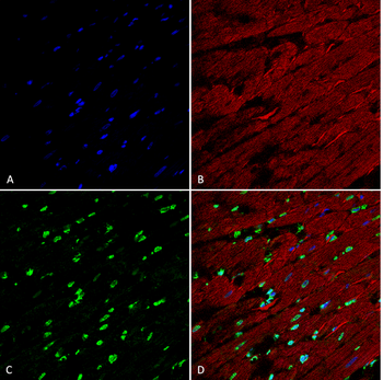 Methylglyoxal Antibody (APC)