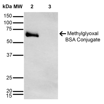 Methylglyoxal Antibody (APC)
