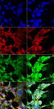Methylglyoxal Antibody (APC)