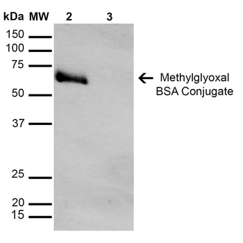 Methylglyoxal Antibody (APC)