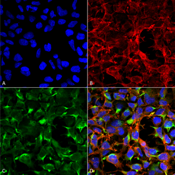 Dityrosine Antibody (APC)