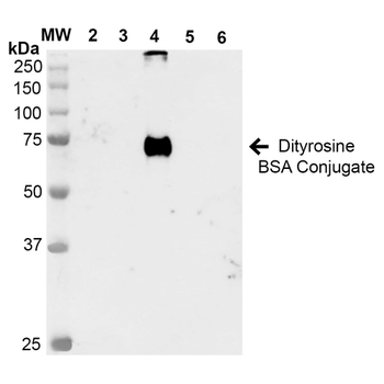 Dityrosine Antibody (APC)