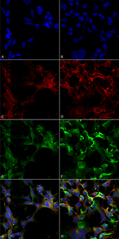 Dityrosine Antibody (APC)