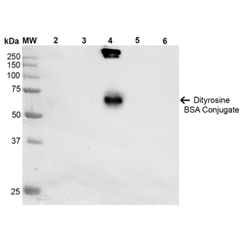 Dityrosine Antibody (APC)