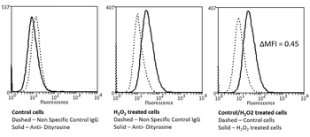 Dityrosine Antibody (APC)