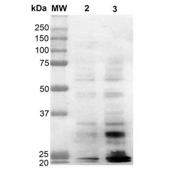 Dityrosine Antibody (APC)