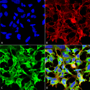 Sulfotyrosine Antibody (APC)