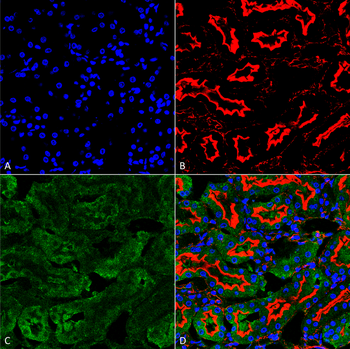 Sulfotyrosine Antibody (APC)