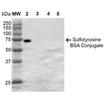 Sulfotyrosine Antibody (APC)
