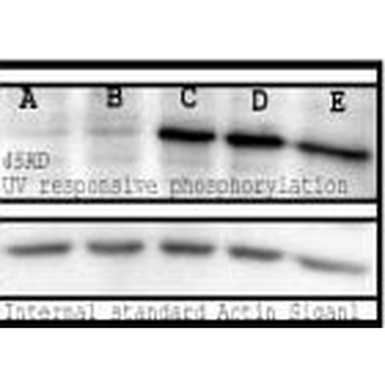 Phosphoserine Antibody (FITC)