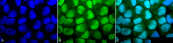 Methylated Lysine Antibody (APC)