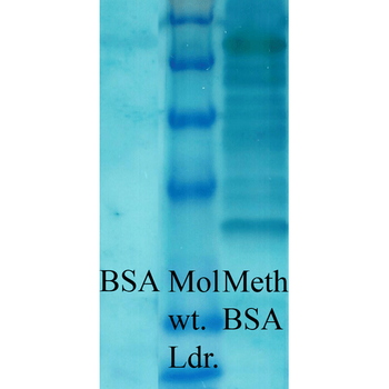 Methylated Lysine Antibody (APC)