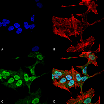 Alpha Synuclein Antibody (HRP)