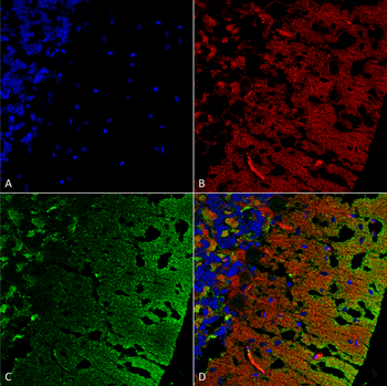 Alpha Synuclein Antibody (HRP)