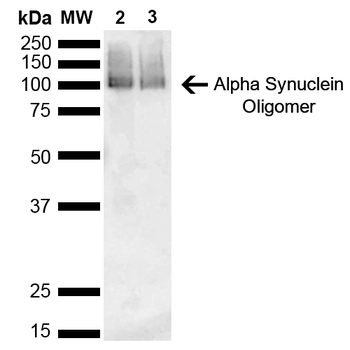 Alpha Synuclein Antibody (HRP)