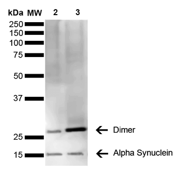 Alpha Synuclein Antibody (RPE)