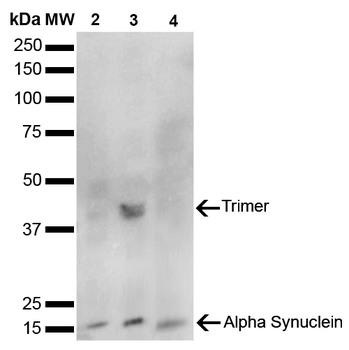Alpha Synuclein Antibody (FITC)