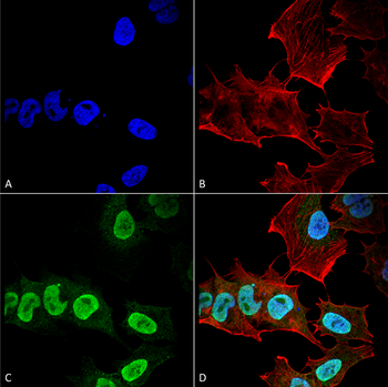 Alpha Synuclein Antibody (HRP)