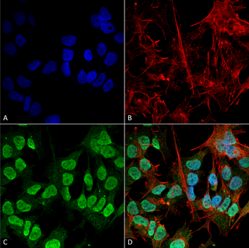 Alpha Synuclein Antibody