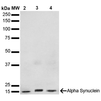 Alpha Synuclein Antibody