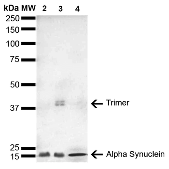 Alpha Synuclein Antibody