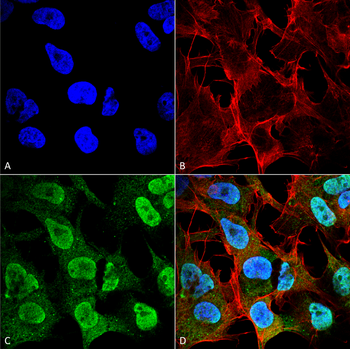 Alpha Synuclein Antibody (HRP)