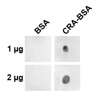 Crotonaldehyde Antibody (APC)