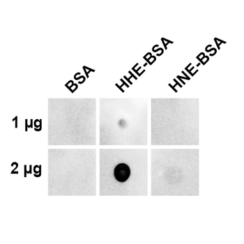 4-Hydroxy-2-hexenal Antibody (APC)