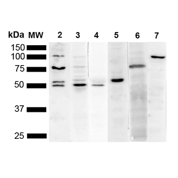 KDEL Antibody (RPE)
