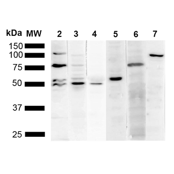 KDEL Antibody (APC)