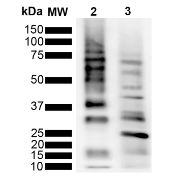 Ubiquitin Antibody (APC)