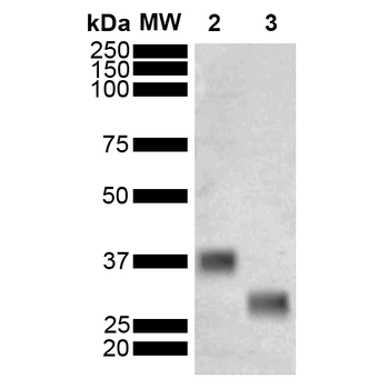 GST Antibody