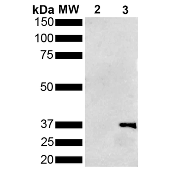Metallothionein Antibody (APC)