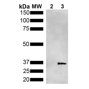 Metallothionein Antibody (FITC)