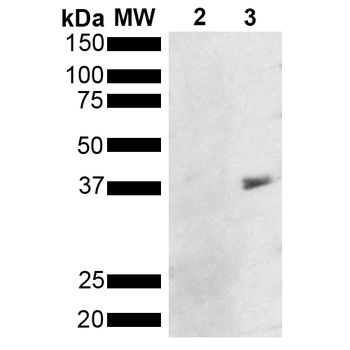 Metallothionein Antibody (FITC)