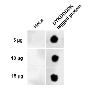 DYKDDDDK Tag Antibody (Equivalent to Sigma's FLAG M2 Antibody): HRP