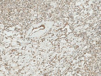 TCF4 Antibody