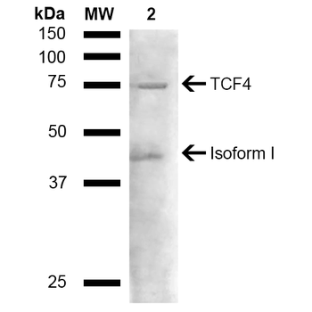 TCF4 Antibody (Biotin)