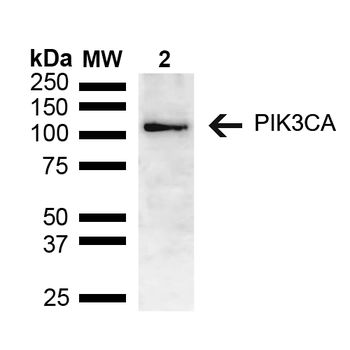 PIK3CA Antibody