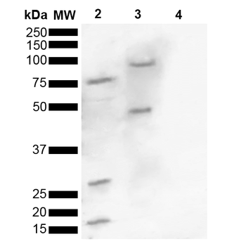 Alpha Synuclein Antibody (pSer129): FITC